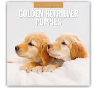 Golden Retriever Puppies 2027 Square Wall Calendar