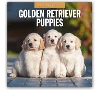 Golden Retriever Puppies 2027 Square Wall Calendar