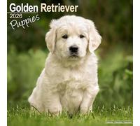 Golden Retriever Puppies Calendar 2026 Square Dog Puppy Breed Wall Calendar - 16 Month