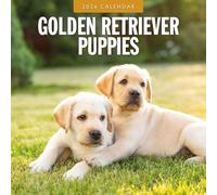 Golden Retrievers 2026 Square Wall Calendar