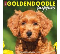 Willow Creek Press, Just Goldendoodle Puppies Calendrier mural 2027