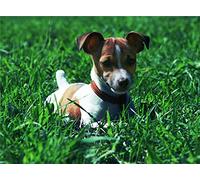 GOLDFI DIY 5D Diamond Painting by Number Kits - Jack Russell Terrier - Peinture avec Diamants Arts Supply Toile Décoration Murale 40×50cm