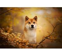GOLDFI Peinture diamant 5D par numéros, Kits de peinture Shiba Inu, feuille d'érable, avec diamants, fourniture artistique, décoration murale sur toile, 40 × 50cm, DIY bricolage