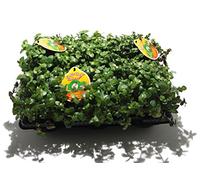 Golliwoog Lot de 6 Plantes Alimentaires pour agames barbus, Oiseaux, cochons d'Inde, Lapins
