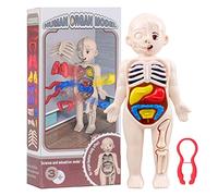 Gomice Modèle d'anatomie Humaine, modèle de Corps Humain - Jouet d'orgue de Corps modèle de Parties humaines - Jouet d'orgue Amovible réaliste, Outils d'étude de physiologie pour, Filles et