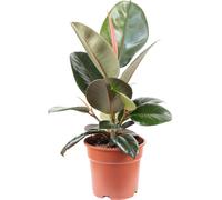 Gommier d'entretien facile - Ficus elastica 'Robusta' - hauteur env. 45 cm, pot Ø 17 cm