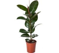 Gommier Ficus Elastica Robusta 30-40 cm - Plante d'intérieur facile à entretenir, décoration verte pour la maison et le bureau, purifie l'air