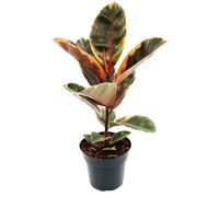 Gommier rouge-coloré - Ficus elastica "Belize" - Pot de 17cm