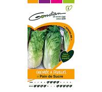 Gondian 151730 Semences-Chicoree A Feuilles Pain de Sucre-CP 1, Vert, 1x8.1x16 cm
