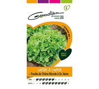 Gondian 152590 Semences-Laitue à Couper Feuille de Chene Blonde à Graine Noire-CP 1, Vert, 1x8.1x16 cm