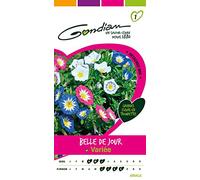 Gondian 164660 CP 1 Semences Belle de Jour Variée Multicolore 1 x 8,1 x 16 cm