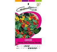 Gondian 164760 CP 2 Semences Capucine Naine Tom Pouce Variée Multicolore 1 x 8,1 x 16 cm