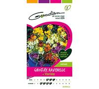 Gondian 165295 CP 2 Semences Giroflée Ravenelle Varie Multicolore 1 x 8,1 x 16 cm