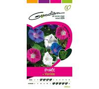 Gondian 165460 CP 1 Semences Ipomée Varie Multicolore 1 x 8,1 x 16 cm