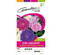 Gondian 166445 CP 2 Semences Reine Marguerite à Fleur Pivoine Variée Multicolore 1 x 8,1 x 16 cm