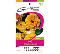 Gondian 166675 Semences-Souci Double Varie-CP 1, Jaune, 1x8.1x16 cm