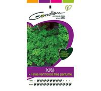 Gondian 188425 CP 3 Semences Persil Frise Foncé Très Parfume Vert 1 x 8,1 x 16 cm