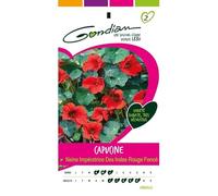 Gondian - Capucine Naine Imperatrice des indes rouge foncé