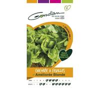 Gondian - Chicorée a Feuilles Ameliorée Blonde