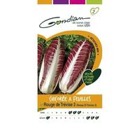 Gondian - Chicorée A Feuilles Rouge de Trévise 3