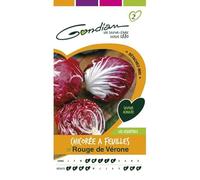 Gondian - Chicorée a Feuilles Rouge de Vérone