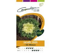 Gondian - Chicorée Frisée De Meaux