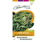 Gondian - Laitue Batavia Merveille de Verano