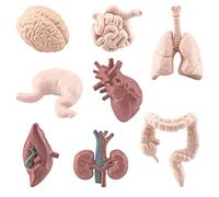 Gonetre 8 Pièces Modèle de Corps Humain pour Enfants, Modèle D'organe Humain de Simulation Jouet Cerveau Poumons Estomac Gros Intestin Modèle Jouets éducatifs Sciences Préscolaires Aides