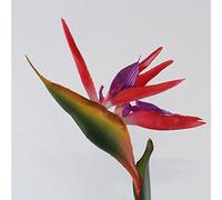 Good01 Plante artificielle en soie Oiseau de paradis Strelitzia reginae, Red, Taille M