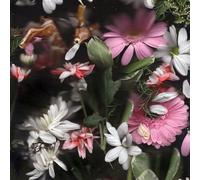 Goodtime Boys Rain (CD) Album