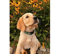 Goofong 5D Diamond Painting Chien Tournesol Kit - DIY Broderie Diamant Animal Fleur pour Adulte - Décoration Salon & Chambre - Peinture Diamant Ronde - Full Diamond - 30x40cm