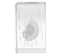 GOOHOCHY Modèle Anatomique Cristal de Cerveau Humain Presse-papiers Décoratif et Outil Éducatif pour Étudiants Médecine et Sciences