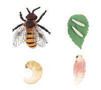 GOOHOCHY Modèle Cycle de Vie Abeille Éducatif Plastique pour Garçon Fille Apprentissage Sciences Naturelles