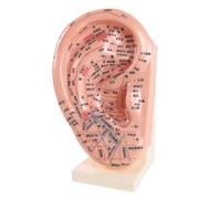 GOOHOCHY Modèle D’oreille Acupuncture 23 Cm Support, Accessoire Pédagogique pour Réflexologie Auriculaire, Outil D’apprentissage en Laboratoire pour Médecine Chinoise et Massage