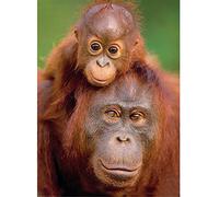 Gorilla Monkey,1000-piece Puzzle,Paper Toys and Educational Games for Adults and Children,26x38cm