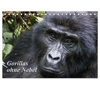 Gorillas ohne Nebel (Tischkalender 2026 DIN A5 quer), CALVENDO Monatskalender: Gorillabilder aus dem Bwindi-Nationalpark, Uganda