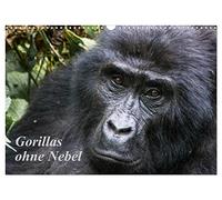 Gorillas ohne Nebel (Wandkalender 2026 DIN A3 quer), CALVENDO Monatskalender: Gorillabilder aus dem Bwindi-Nationalpark, Uganda