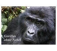 Gorillas ohne Nebel (Wandkalender 2026 DIN A4 quer), CALVENDO Monatskalender: Gorillabilder aus dem Bwindi-Nationalpark, Uganda