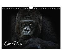 Gorille, Version française (Calendrier mural 2026 DIN A4 portrait), Calendrier CALVENDO mensuel