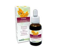 Gorse ou Ajonc (Ulex europaeus) Fleurs émotionnelles ou Fleurs de Bach Naturalma - Gouttes 30 ml - Extrait liquide sans alcool - Essences florales - Vegan