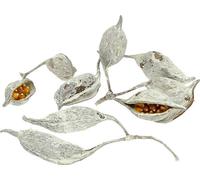 Gousses de graines de brachyciton Blanc lavé 500g Décoration Fleurs séchées Bricolage