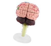 GOWENIC Modèle Anatomique de Cerveau Humain démonté, Outil d'enseignement Médical, 1 Modèle d'anatomie du Cerveau Humain en Plastique avec Base 'Affichage, Peinture Colorée Hautement Simulée,