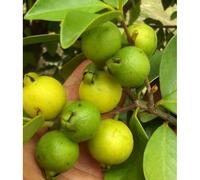 Goyave limon : psidium 25 l 180-200 cm