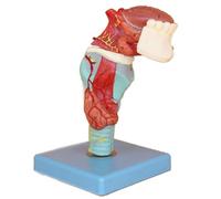 GPDNBIEU, Larynx de gorge humaine avec modèle anatomique dent langue détachable 5 parties 55 Indication numérique taille réelle
