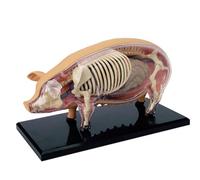 GPDNBIEU, Modèle anatomique de cochon 4D, parties du corps détachables 19 organes, modèle pédagogique for démonstration médicale