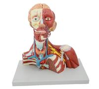 GPDNBIEU, Modèle anatomique de cou tête crâne humain, cerveau détachable, for l'affichage d'apprentissage l'éducation des étudiants