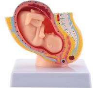 GPDNBIEU, Modèle anatomique de grossesse Section pelvienne féminine, modèle fœtus bébé neuf mois, taille réelle avec organes amovibles