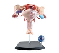 GPDNBIEU, Modèle anatomique d'organe du corps humain 4D détachable, 19 parties, modèle d'enseignement de l'utérus féminin for laboratoire hospitalier