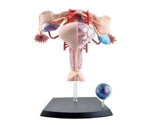 GPDNBIEU, Modèle anatomique d'organe du corps humain 4D détachable, 19 parties, modèle d'enseignement de l'utérus féminin for laboratoire hospitalier