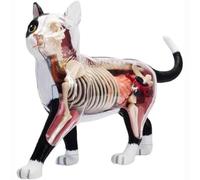 GPDNBIEU, Modèle d'anatomie de chat 4D, 28 organes et parties du corps détachables, formation vétérinaire for l'enseignement des animaux